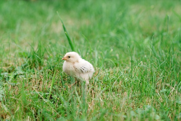 A small chicken in the green grass in the village. Soft selective focus.