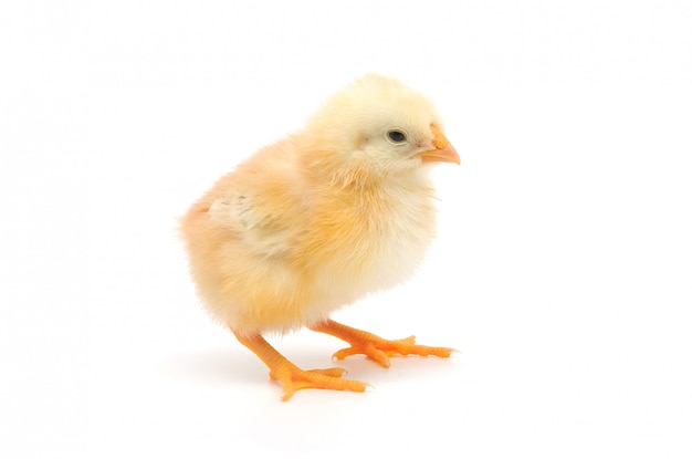 Small chicken isolated on white background