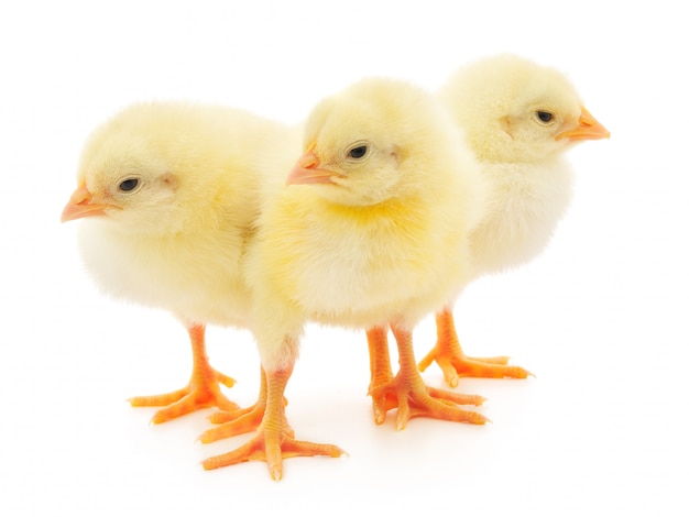 Small chicken isolated on white background