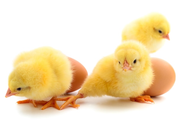 Small chickens and eggs isolated