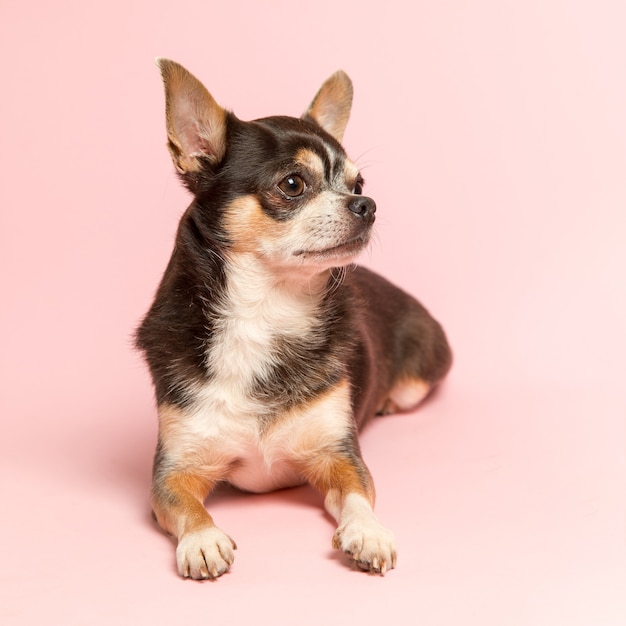 A small Chihuahua dog on a pink background. Looks away, a blank to advertise a veterinary store. Copy space.