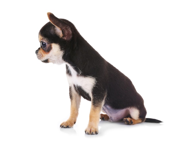 Small chihuahua puppy on the white background