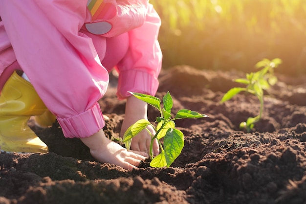 A small child planting a plant in the soil