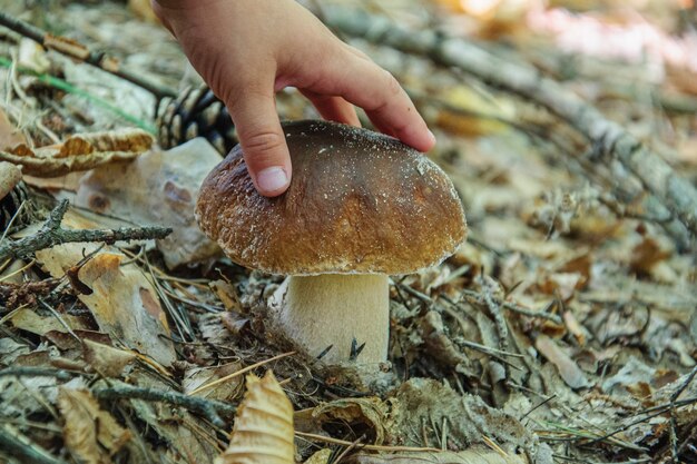 A small child touches the cap of a boletus mushroom with his hand