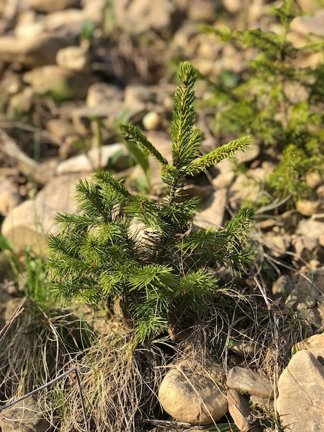 Small Christmas tree