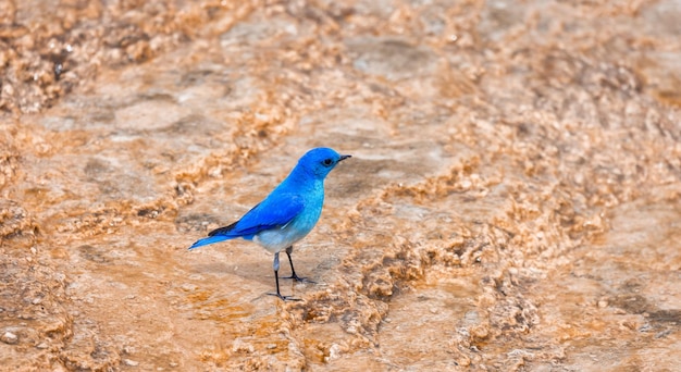 Small colorful bird at hot spring landscape with unique ground formation