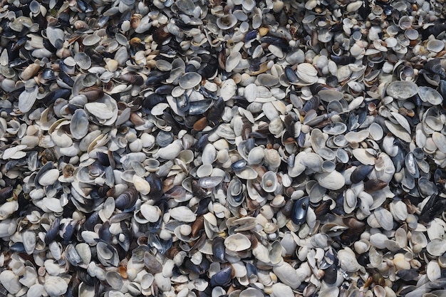 Small colorful seashells