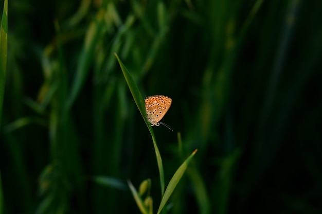 Photo small copper butterfly in the grass