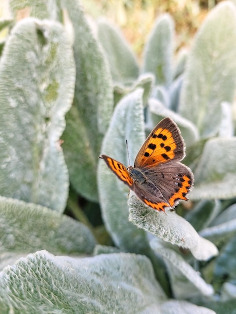 The small copper is a day butterfly An orange butterfly sits on the green fluffy leaves of a plant