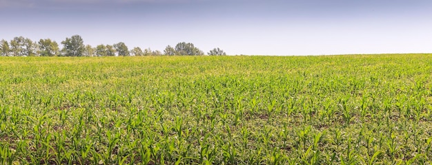 Small corn sprouts in the field