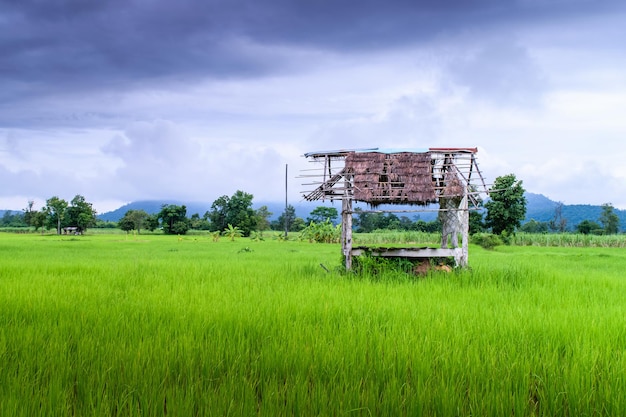 Small cottage in paddy field