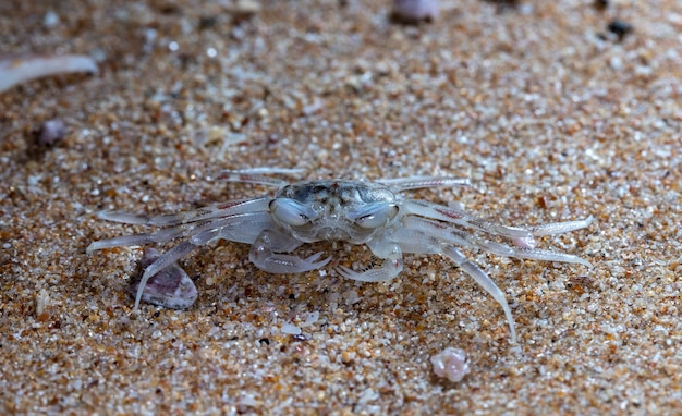 small crab on the beach