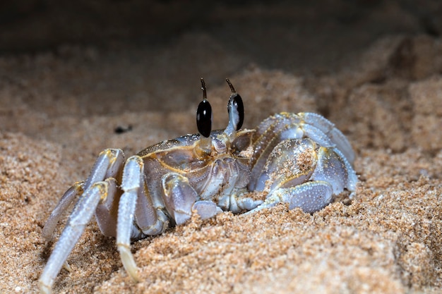 small crab on the beach