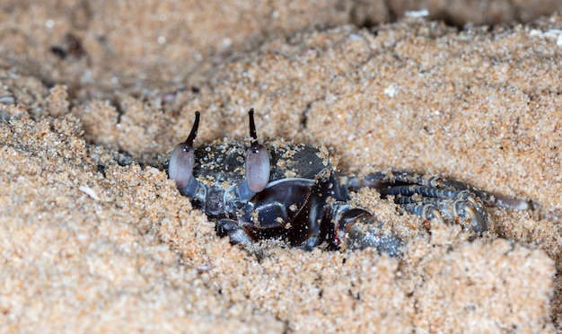 small crab on the beach