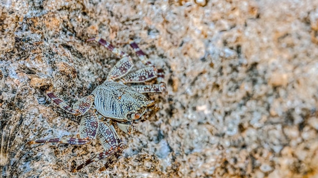 Small crab getting sun on the stone