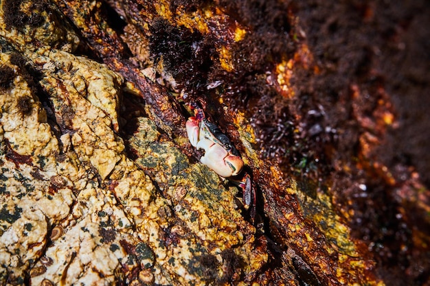 Small crab hiding inside crack in rocks