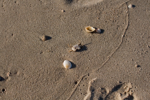 Small crab on the sandy seashore