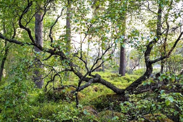 A small crooked tree grows on mosscovered stones in a pine forest