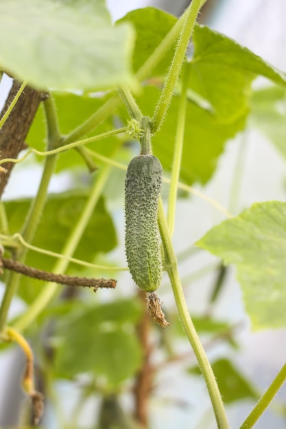 Small cucumber in greenhouse close up