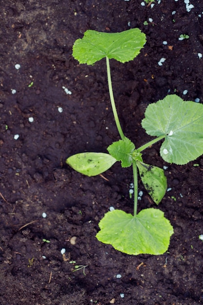 Small cucumber sprout plant growingGreen fresh seedlings sprouts grow in soil home gardening spring seasonagriculture concept copy space