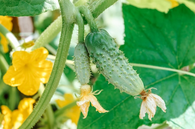 Small cucumbers