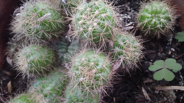 Small and cute Cactus Flowers