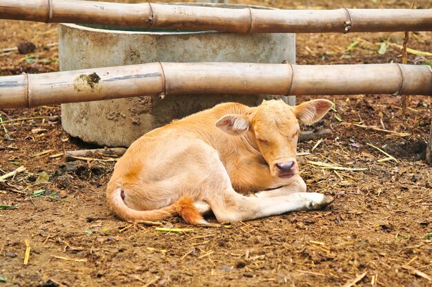 Photo small cute calf is sleeping in the farm