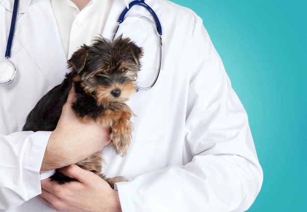 Small cute dog examined at the veterinary doctor, close-up