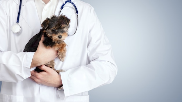 Small cute dog examined at the veterinary doctor, close-up