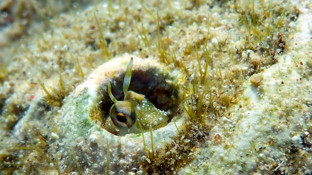 Small cute fish hides in hole. Red sea, Eilat, Israel.