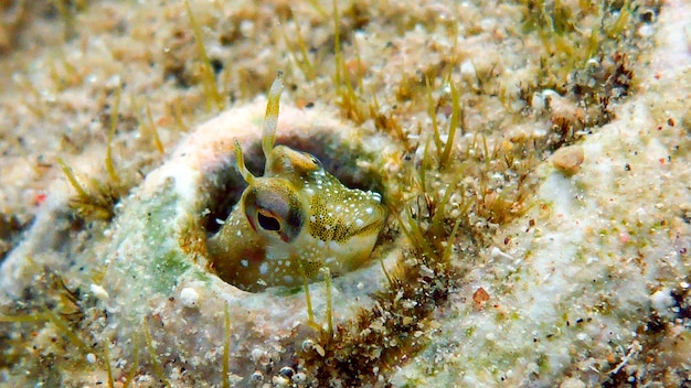 Small cute fish hides in hole. Red sea, Eilat, Israel.