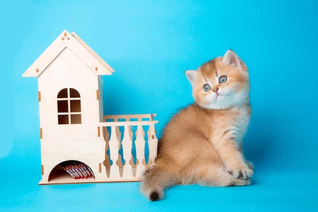 A small cute fluffy red kitten with a wooden house on a blue background the concept of comfort and real estate