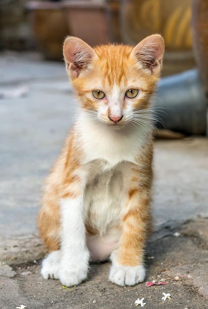 Small cute golden brown kitten sit on outdoor backyard concrete floor under natural light