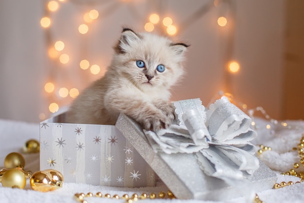 Small cute kitten in a gift box on Christmas decor