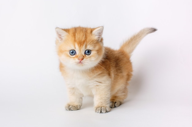 Small cute kitten Golden chinchilla British isolated on white background