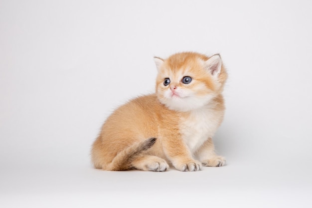 Small cute kitten Golden chinchilla British isolated on white background