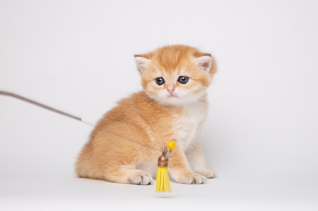 Small cute kitten Golden chinchilla British isolated on white background