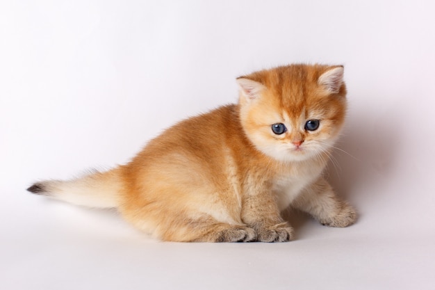 Small cute kitten Golden chinchilla British on white background