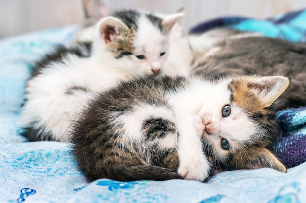 Small cute kittens lying in the bedroom on the bed