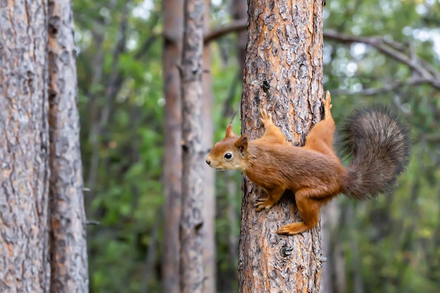 A small cute squirrel on a tree spread all its paws and tail