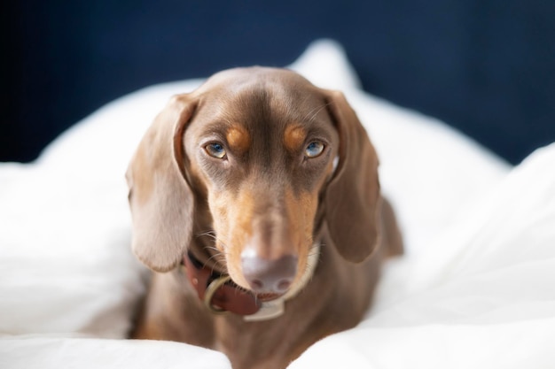 Small Dachshund dog on bed with blue background