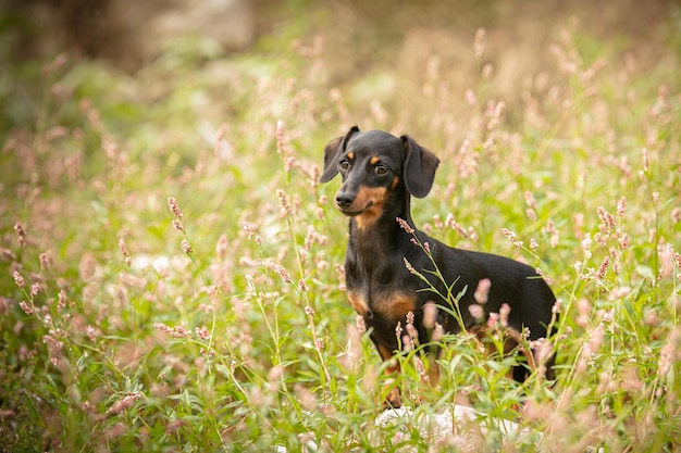 Small dachshund in the grass in nature