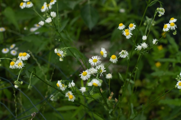 Small daisies on the background of grass