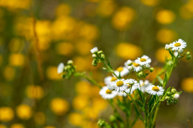 Small daisy flowers field on bubble bokeh background