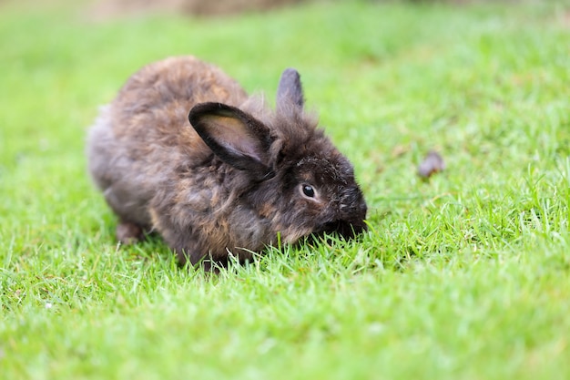 Small dark fluffy brown rabbit sitting on a green grass grass lawn.