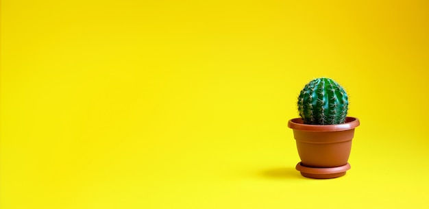 Small Decorative Cactus in Pot. House Plant. Minimalism Concept.