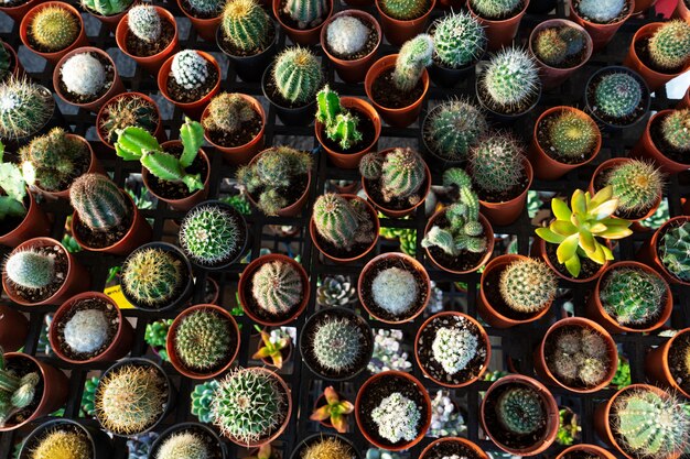 Small decorative pots with flowers cacti. View from above. Decor with fresh flowers. Home Flowers