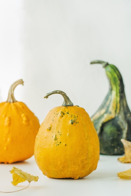 Small decorative pumpkins and leaves on white Fall abstract background