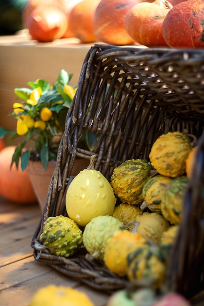 Small decorative pumpkins in the straw basket