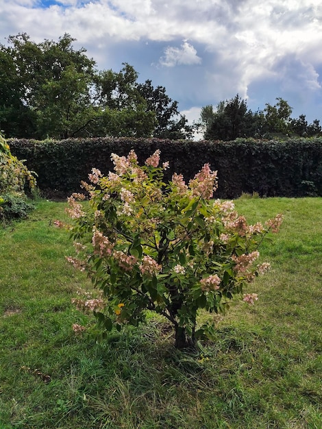 A small decorative tree with flowers in the park